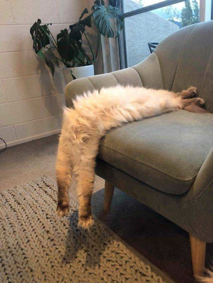 3. "Salvador Dali’s Cat"