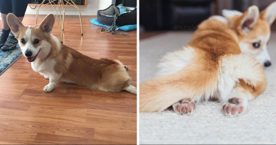Wholesome Photos Of Doggos In the Sploot Position