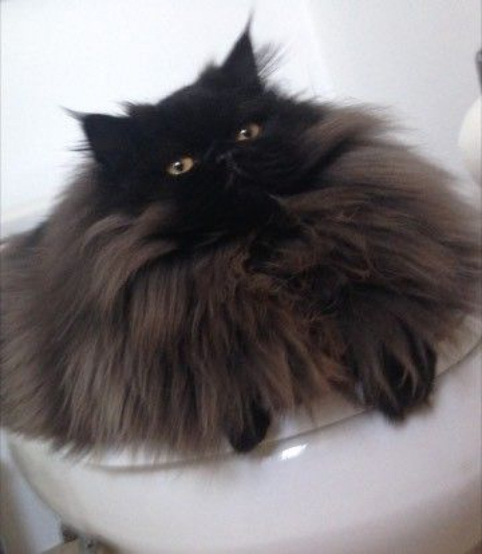 Is this even the same cat? YES!