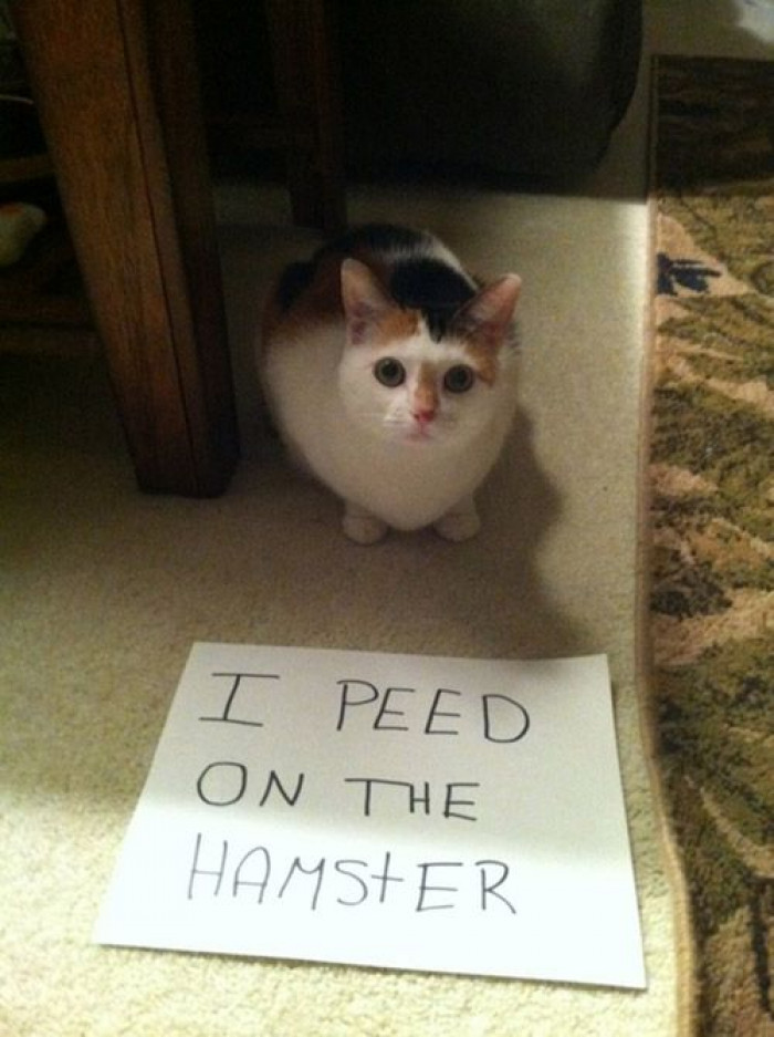 He peed on the hamster