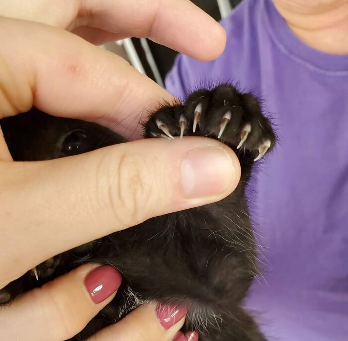 23. A kitten with 7 beans