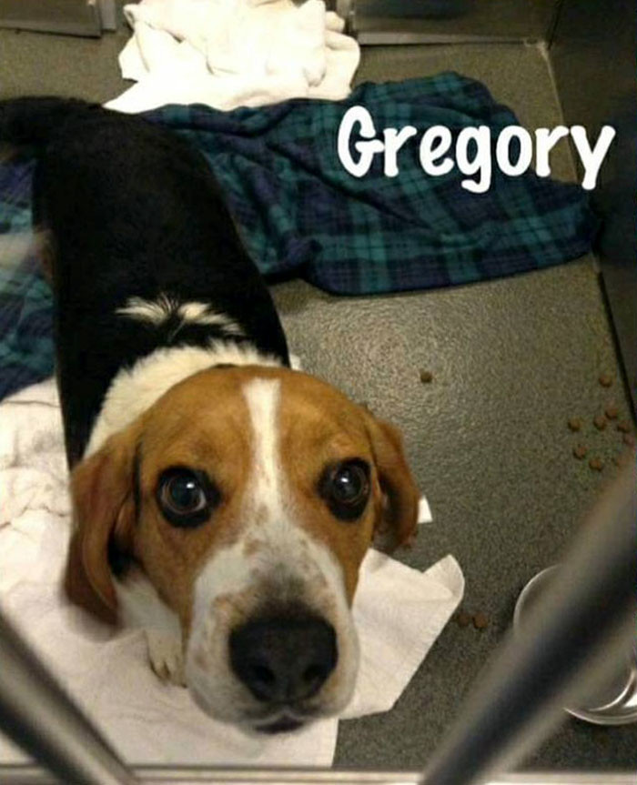 Gregory was going to be euthanised because had heartworm disease