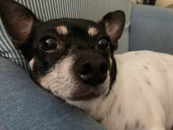 16. “Meet Penny. Penny has beautiful big eyes.”