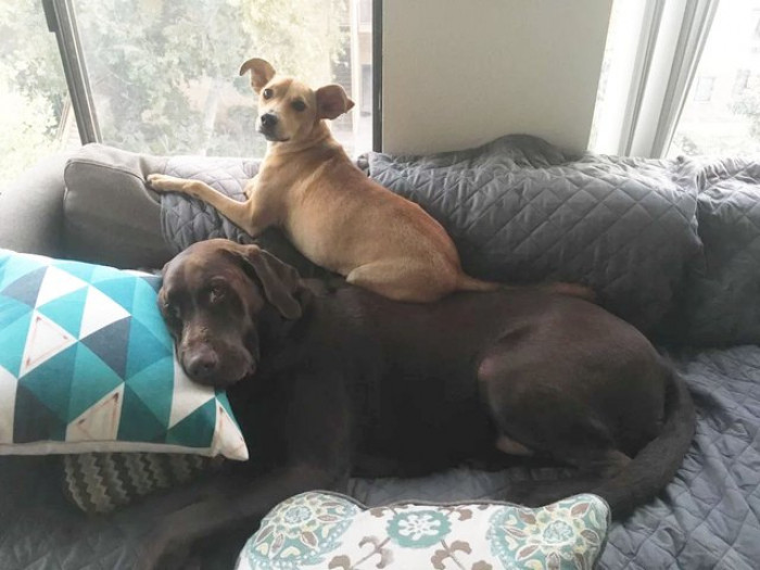 Stepbrother and Step Ladder.