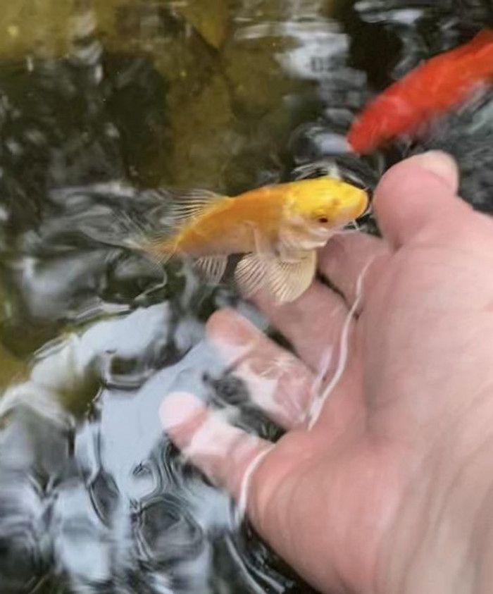 9. Guppy the koi enjoys pet time with his loving owner.