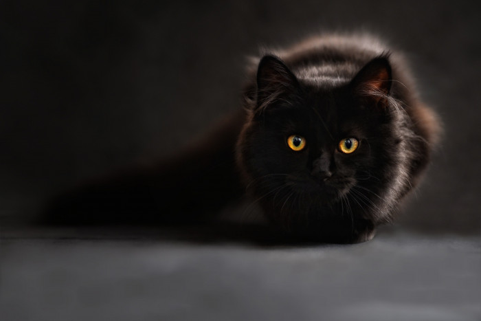 Black cats are not just one breed