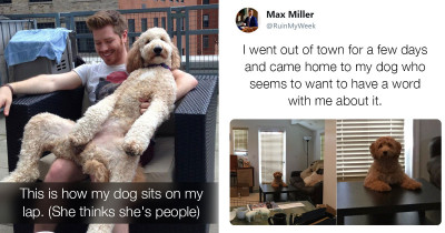 These Goldendoodles (aka Groodles) Are Some of the Fluffiest and Cutest Doggos You Could Meet