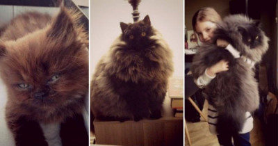 Family Adopts The Runt of A Cat Litter And It Surprisingly Turned Into This Majestic Feline