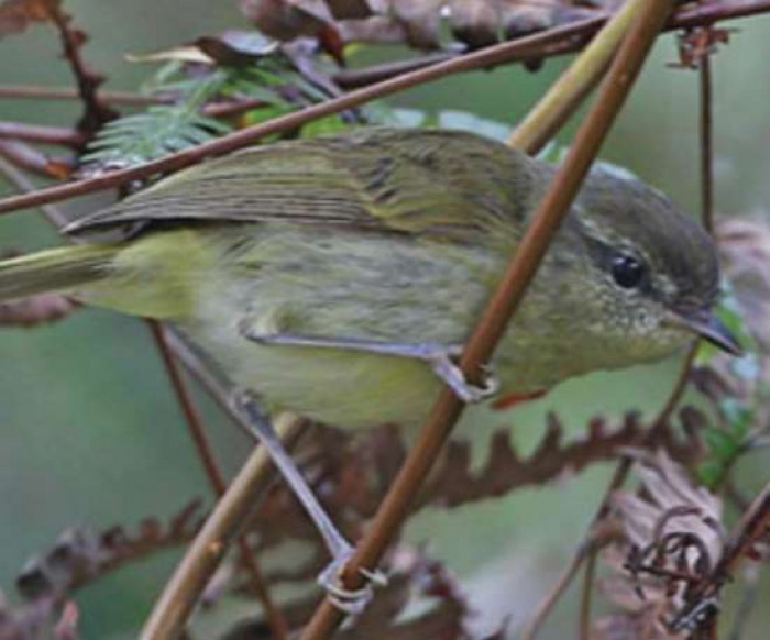 Taliabu leaf-warbler (Phylloscopus emilsalimi)