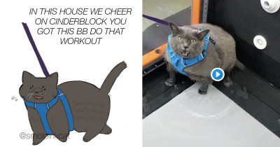 Viral Videos of the Obese Cat Exercising Will Definitely Make You Smile