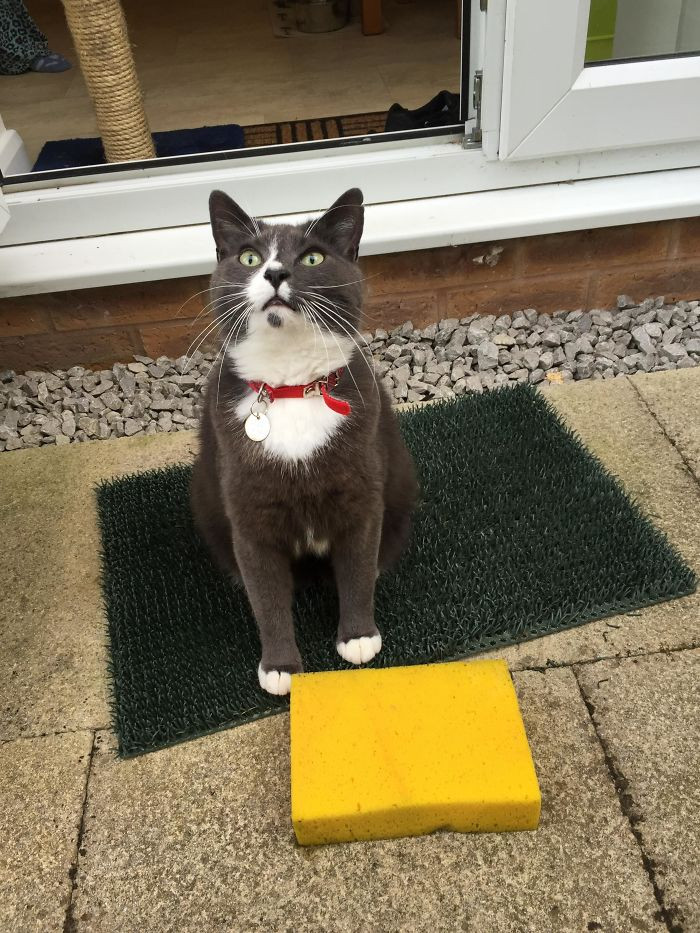 32. "Our cat won't stop bringing home sponges."