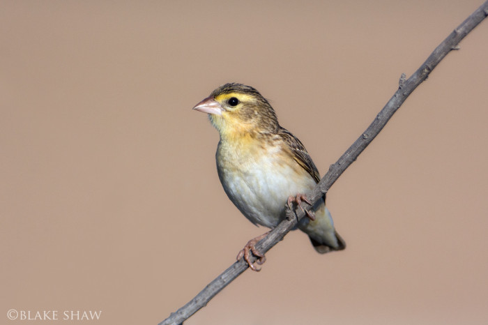 The male and female Northern Red Bishop has different feather patterns.