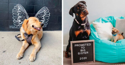 Stunning Dogs Participate in the #ModelChallenge on Facebook: The Best Thing You'll See Today