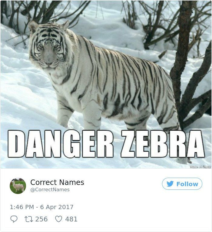 This Twitter Account Gave Random Items And Animals Hilarious New Names That  Will Stick With You Forever