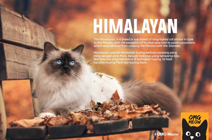 2. Himalayan
