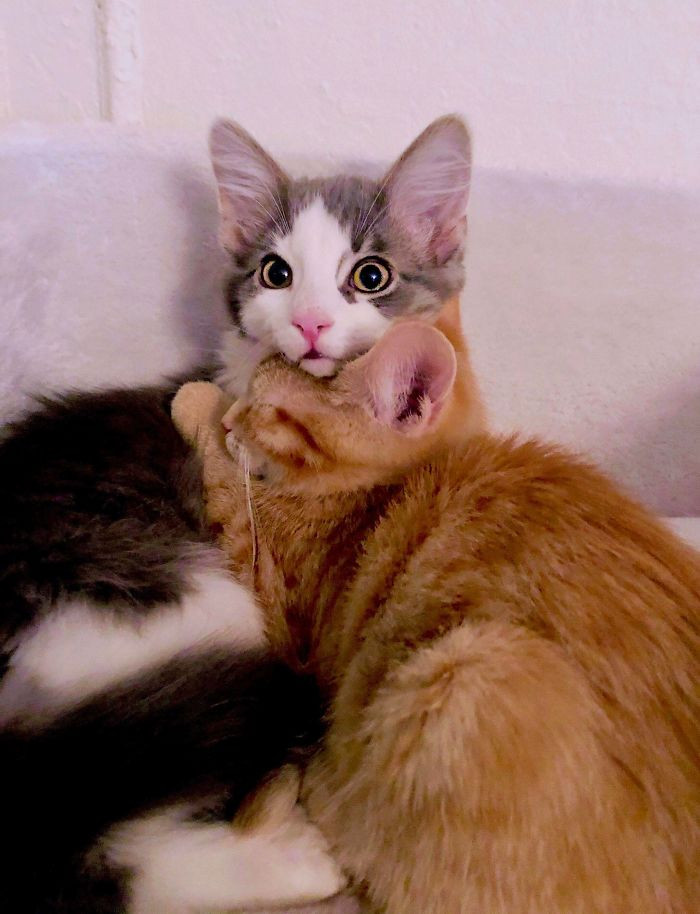 29. "Rescued Two Kittens From Different Litters & Caught This Moment Just Two Days After Bringing Them Home. We Stopped Worrying If They Would Bond Or Not After That. Fozzy (Orange) & Arthur (Grey) Have Been Inseparable Since!"