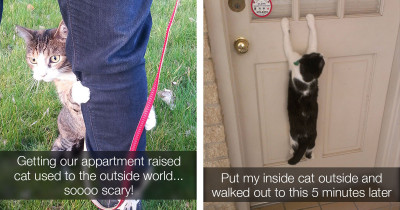 These Indoor Cats Had Some Mixed Reactions After Going Outside for the First Time Ever