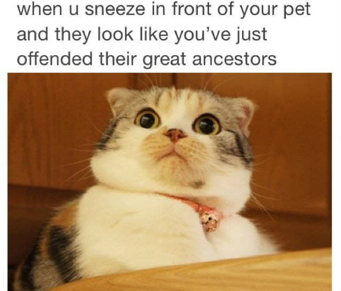 15. Master the Sneeze.