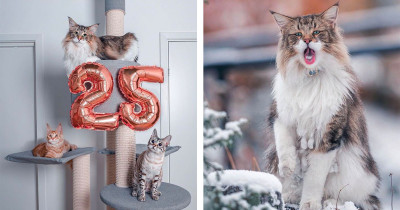 Norwegian Forest Cat Is Allowed to Roam Freely by His Owners, and He Looks Majestic AF