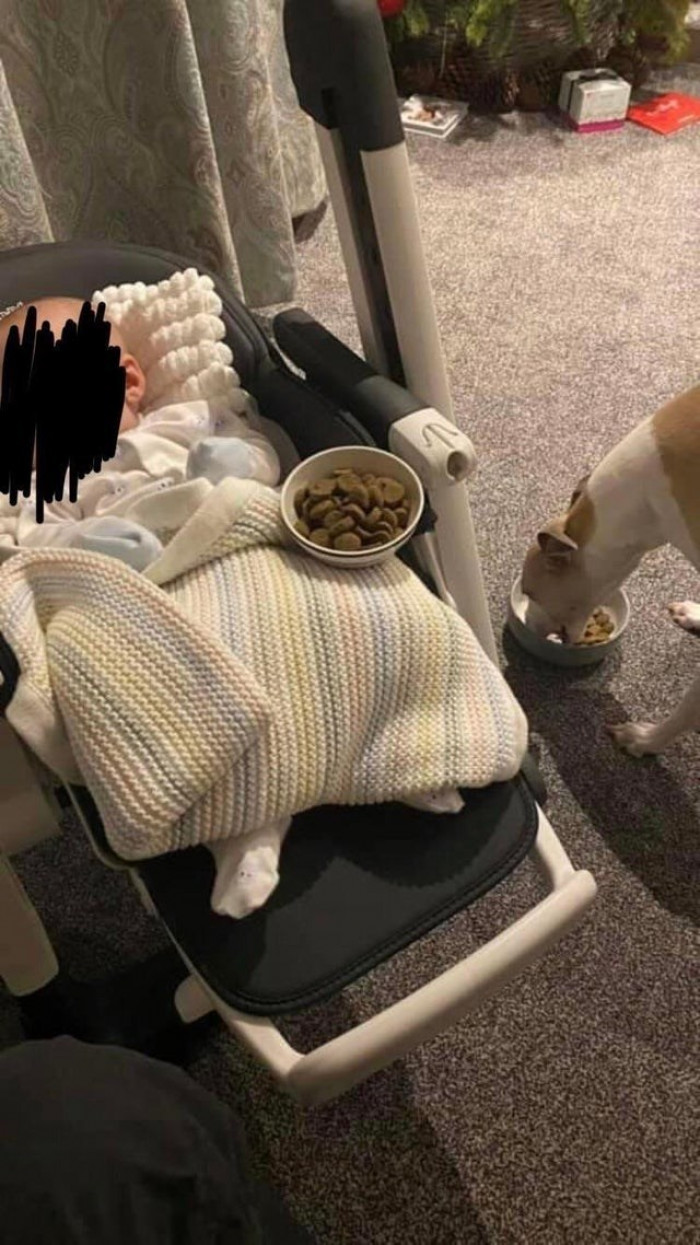 1. “Their dog hasn’t eaten well since they brought their baby home – the dog kept taking food into the living room and leaving it there. Someone suggested the dog might be worried that the baby isn’t visibly eating, so it is ‘feeding’ the baby. They tried giving the baby a bowl of food at the same time. It worked!”