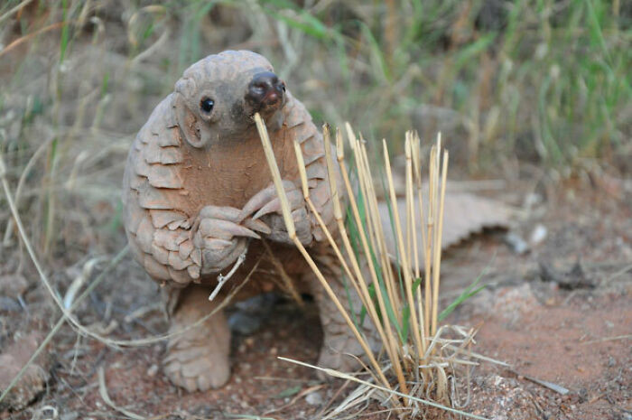 22. Baby Pangolin Needs To Talk To You...