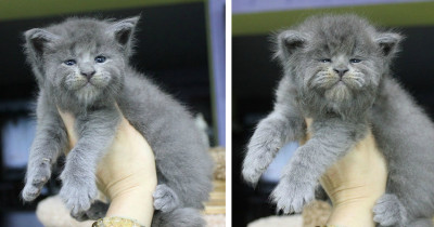 An Entire Litter Of Maine Coon Kittens Were ALL Born With Cute, Grumpy Faces
