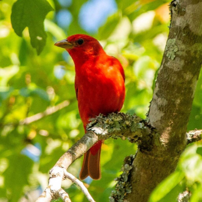 Meet the Suммer Tanager