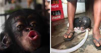 This Tiny Baby Chimp Lived In A Cardboard Box For Months Until She Got Rescued
