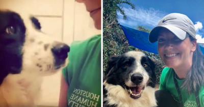 This Doggo Was Dropped At A Shelter And Is So Heartbroken That His Family Doesn't Want Him Anymore
