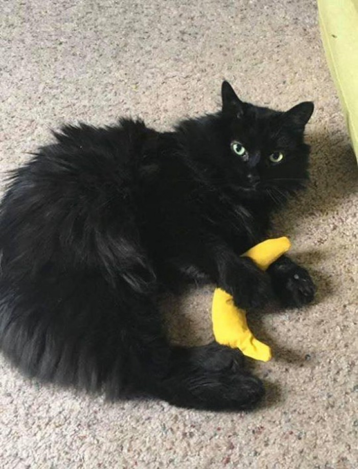 A cat holding a fake banana.