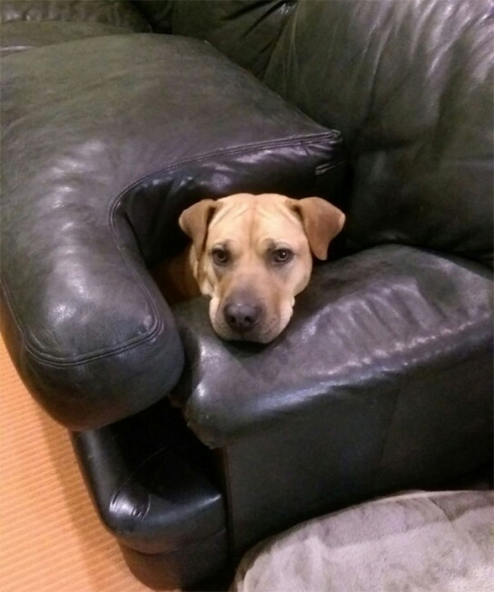 8. "She's not allowed on the couch."
