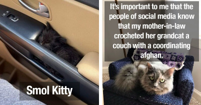 Cat Videos You Don't Want to Miss If You Want a Brighter Week