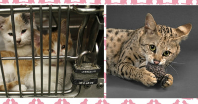 New Zealand Council Wants To Ban All Cats As A Part Of Their "Pest Plan" Throughout The Country