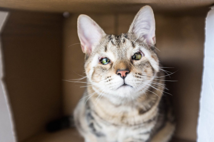 Thankfully, it didn't take long for Felix and Dora to find their forever homes.