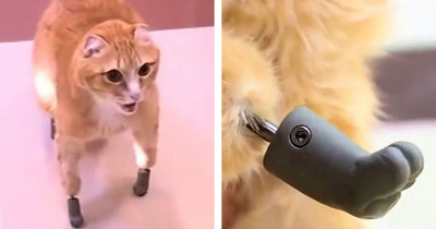 After Losing His Limbs To Frostbite, This Russian Kitty Got Four Prosthetic Ones