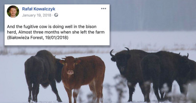 Cow Escaped From A Farm And Joined A Nearby Wild Bison Herd