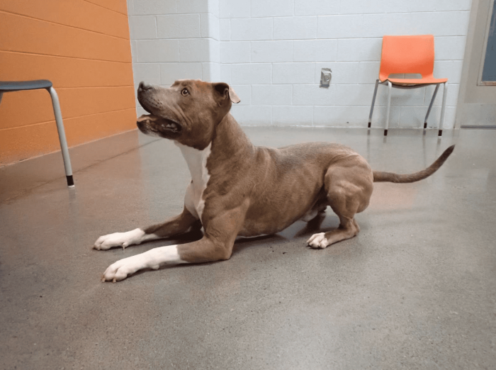 This is Blue, the Pit Bull mix who braved the streets alone to search for his owner.