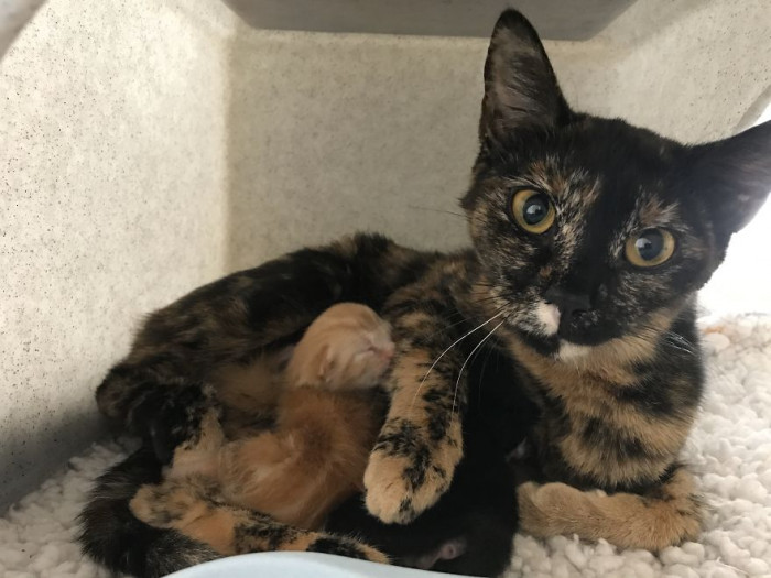 Mama Cat Maude with her two wonderful kittens