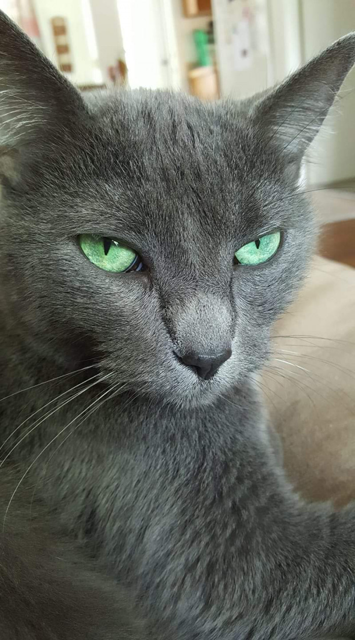 "My cat Stormy had pretty green eyes."