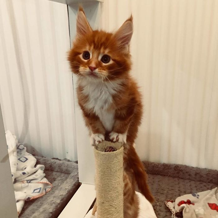 These Super Fluffy Maine Coon Kittens Are So Small It S Hard To Believ Cats On Catnip