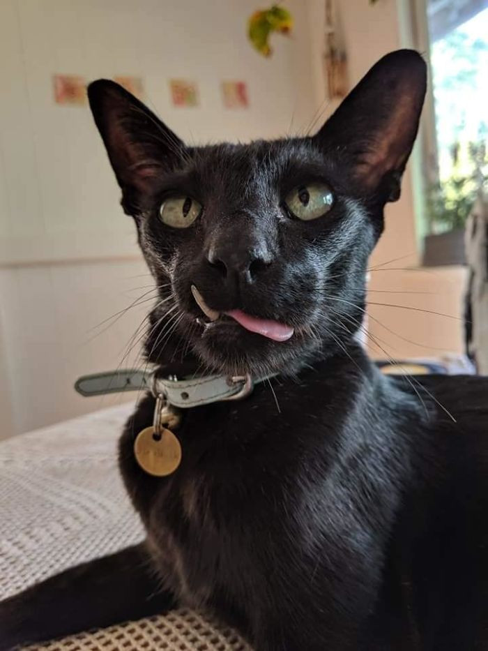 #14 This Is Mr. Black. He Is Our Neighbours Cat Who Visits Us Every Day. He Is Not Ours But He Thinks He Is!! Here He Is Doing The Biggest Blep. He Has A Natural Snaggletooth