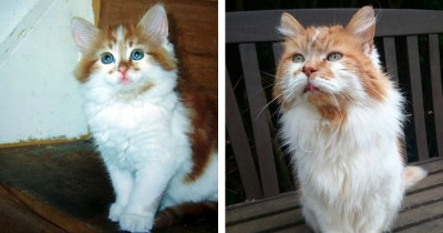 Cat Named Rubble, The World's Oldest, Has Died At 31 Years Old