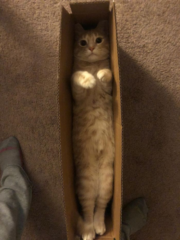 22. "When Your Cat Arrives In The Mail"