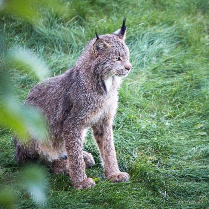 The mama lynx.