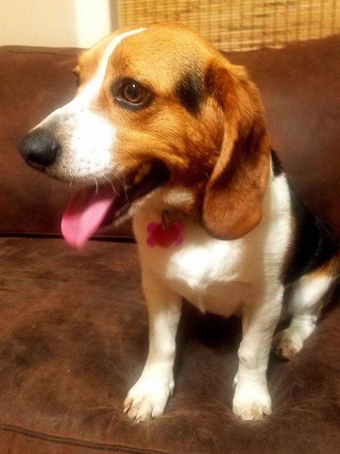 Adoption moment, rescued dog standing near a supporter with grateful expression.