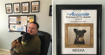 This Dog Won The 'Best Employee' Award Every Year Since Her Dad Started Working From Home