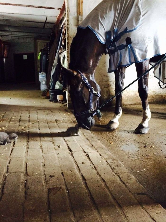 39. My Girlfriends Horse Got A New Friend