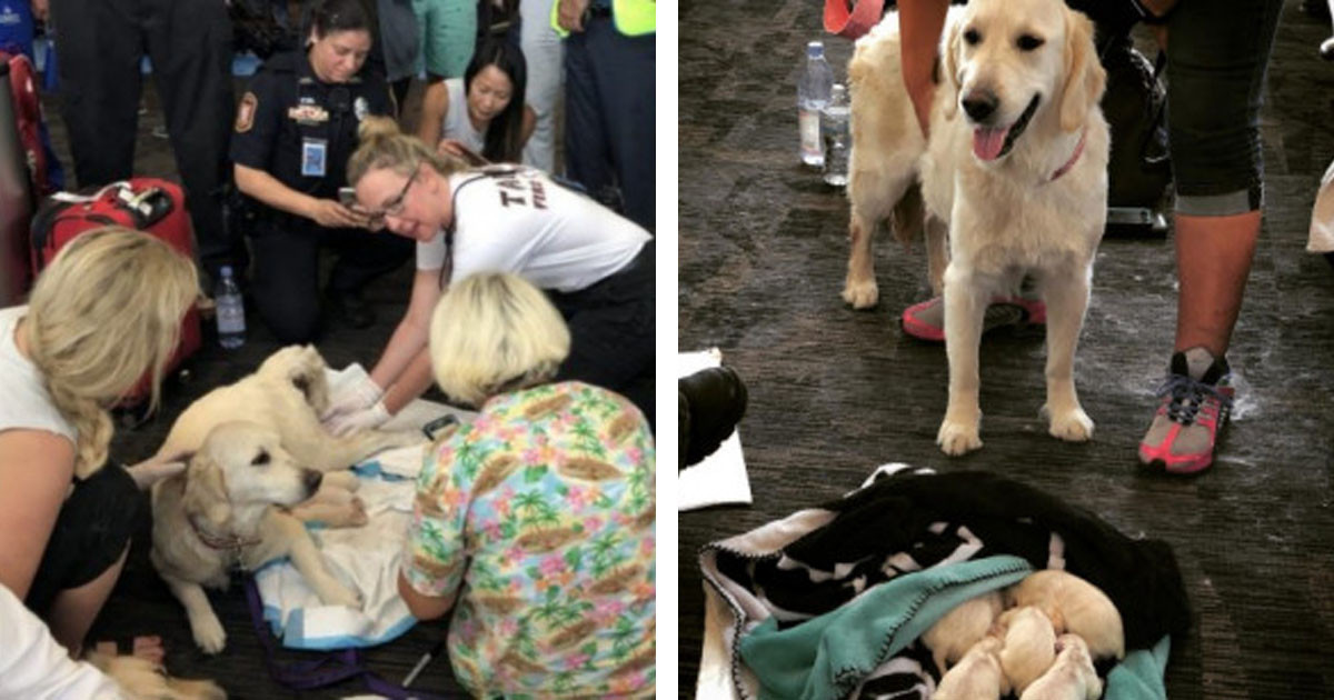 Service Dog Elle Gives Birth to Eight Puppies in Airport