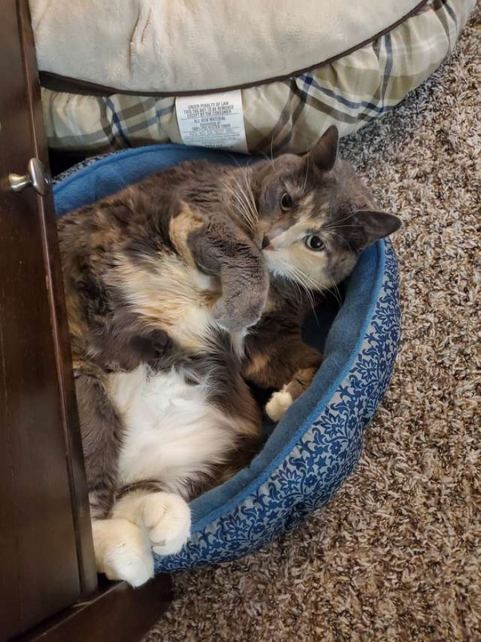 Overweight tabby cat waits beside an automatic pet feeder, indoors