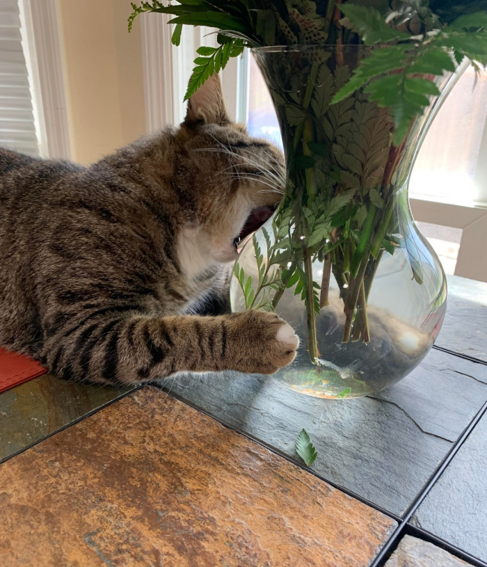 Sometimes eating plants doesn't go according to plan.